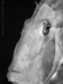   Zeus Faber portrait blackwhite  